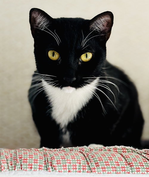 Poppy, an adoptable Tuxedo in San Francisco, CA
