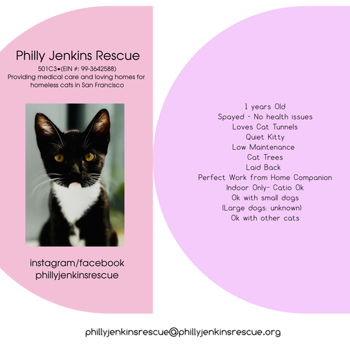 Poppy, an adoptable Tuxedo in San Francisco, CA
