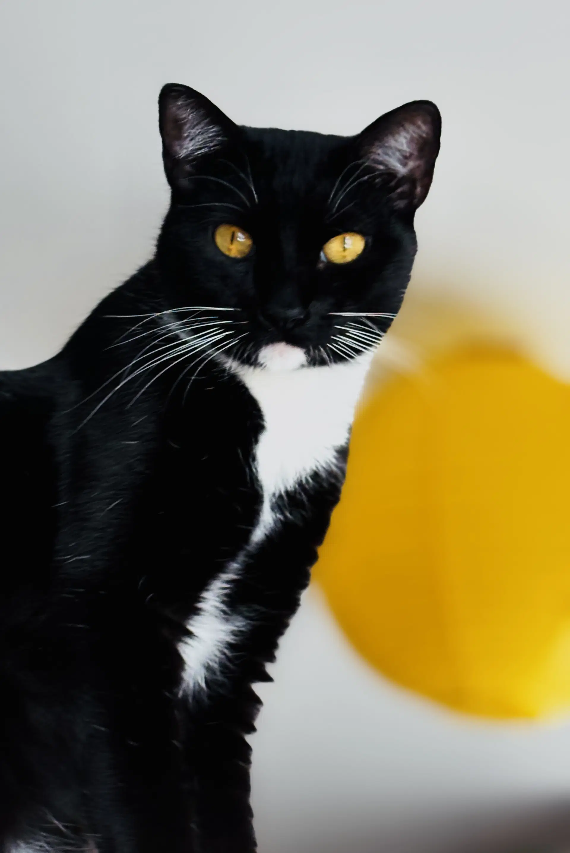 Poppy - Tuxedo