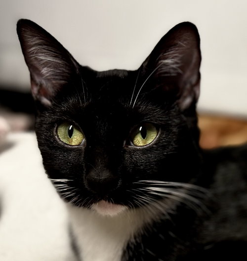 JAZZ - Tuxedo available for adoption