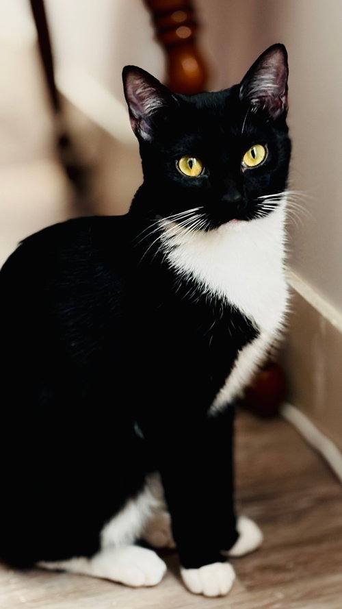 Jazz, Young Tuxedo (short coat), cat for adoption in Oakley, California