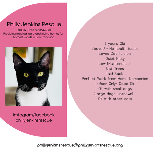 Jazz, an adoptable Tuxedo in San Francisco, CA