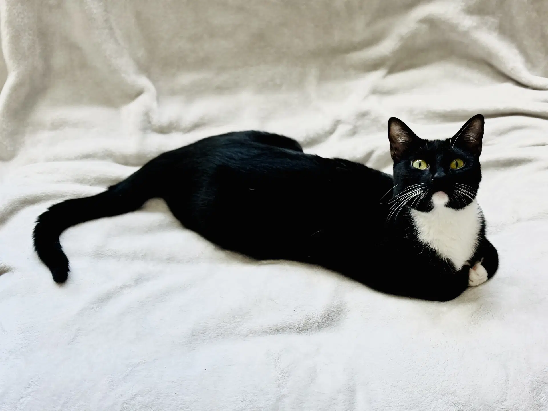 Jazz - Tuxedo