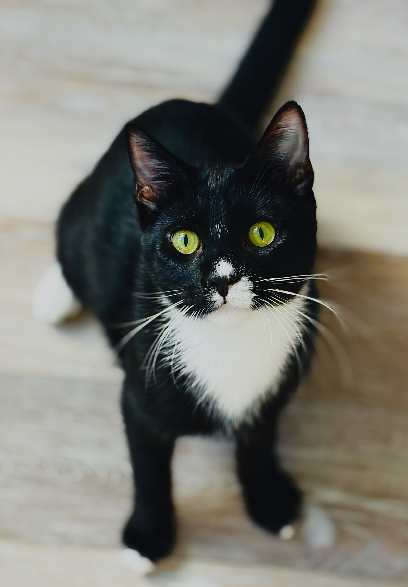 Felix