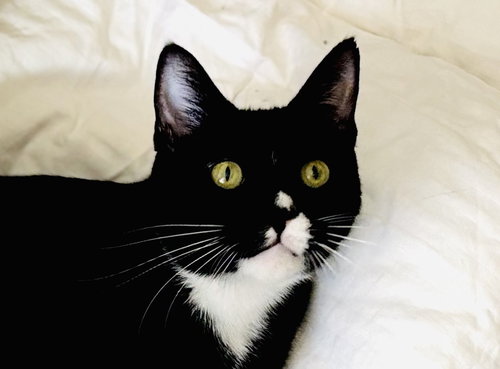 Felix, an adoptable Tuxedo in San Francisco, CA
