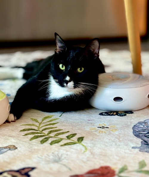Felix, Young Domestic Short Hair (short coat), cat for adoption in San Rafael, California