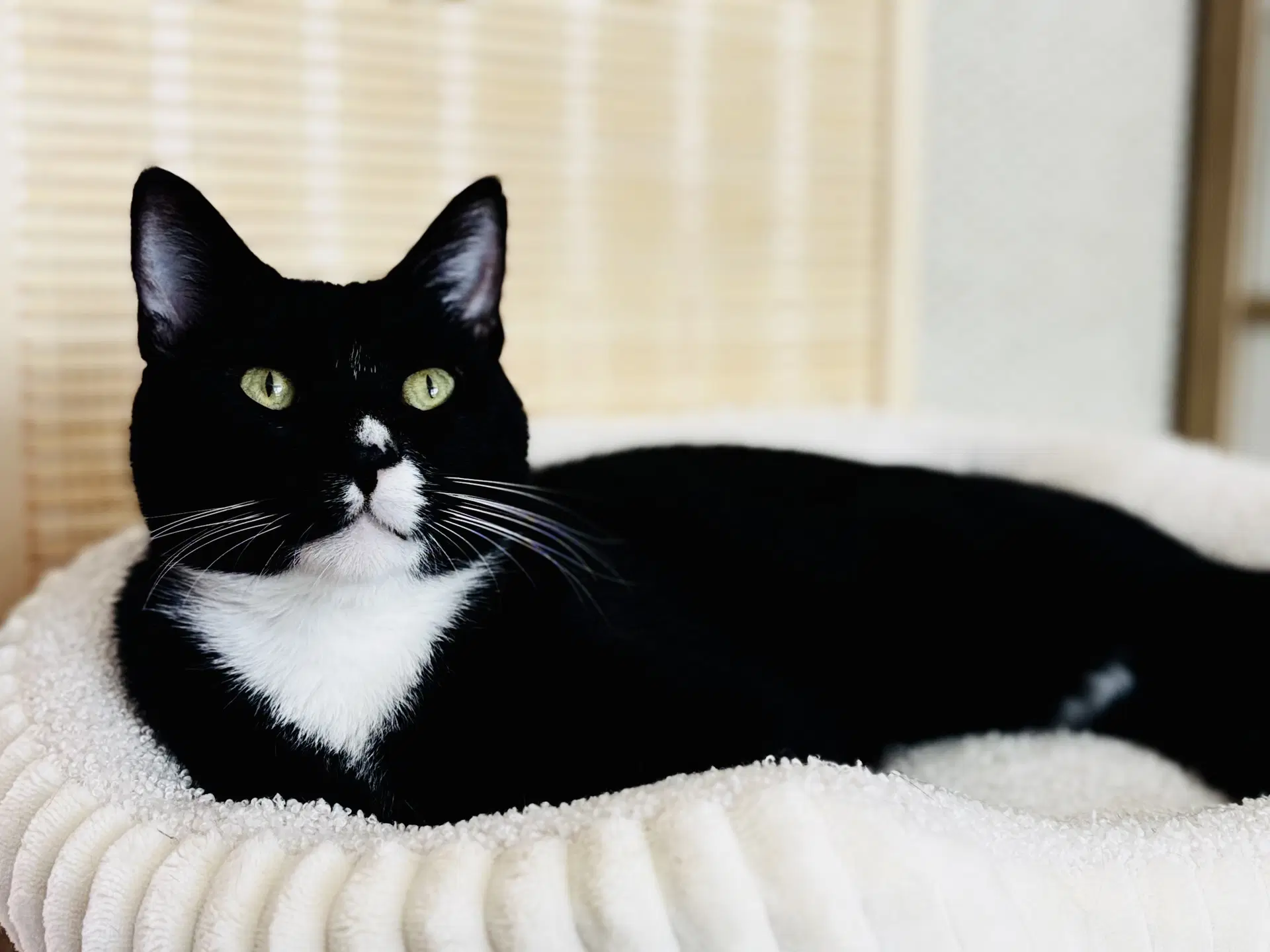 Felix - Domestic Short Hair