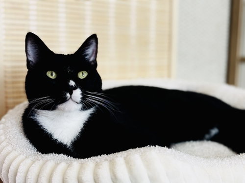 Felix, Young Domestic Short Hair (short coat), cat for adoption in San Bruno, California