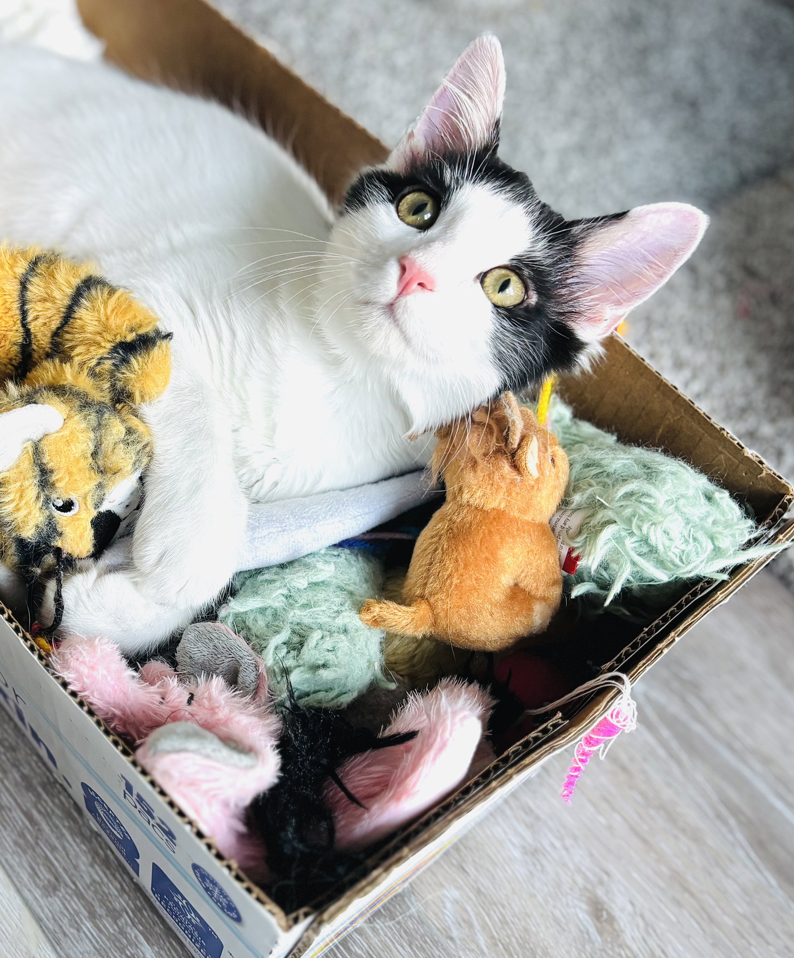 Mew Image