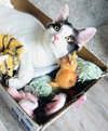 Mew - Photo 1