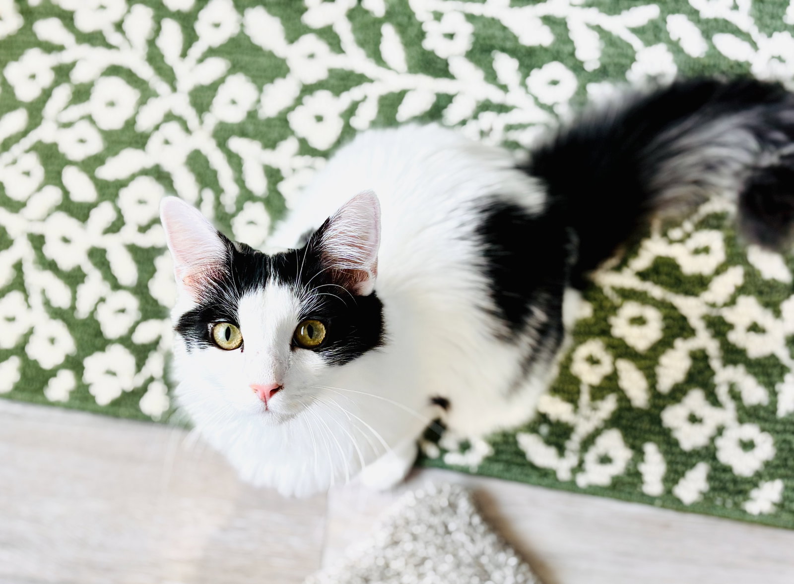 Mew