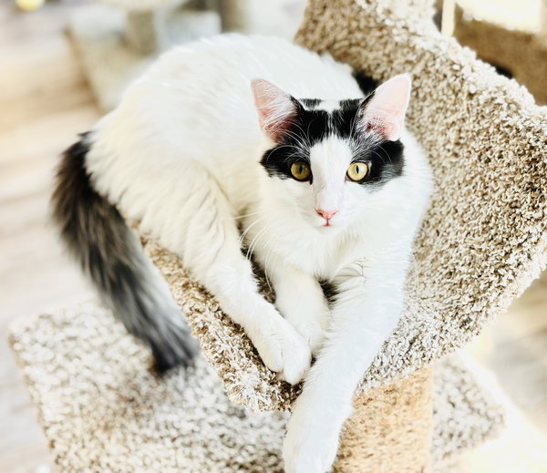 Mew