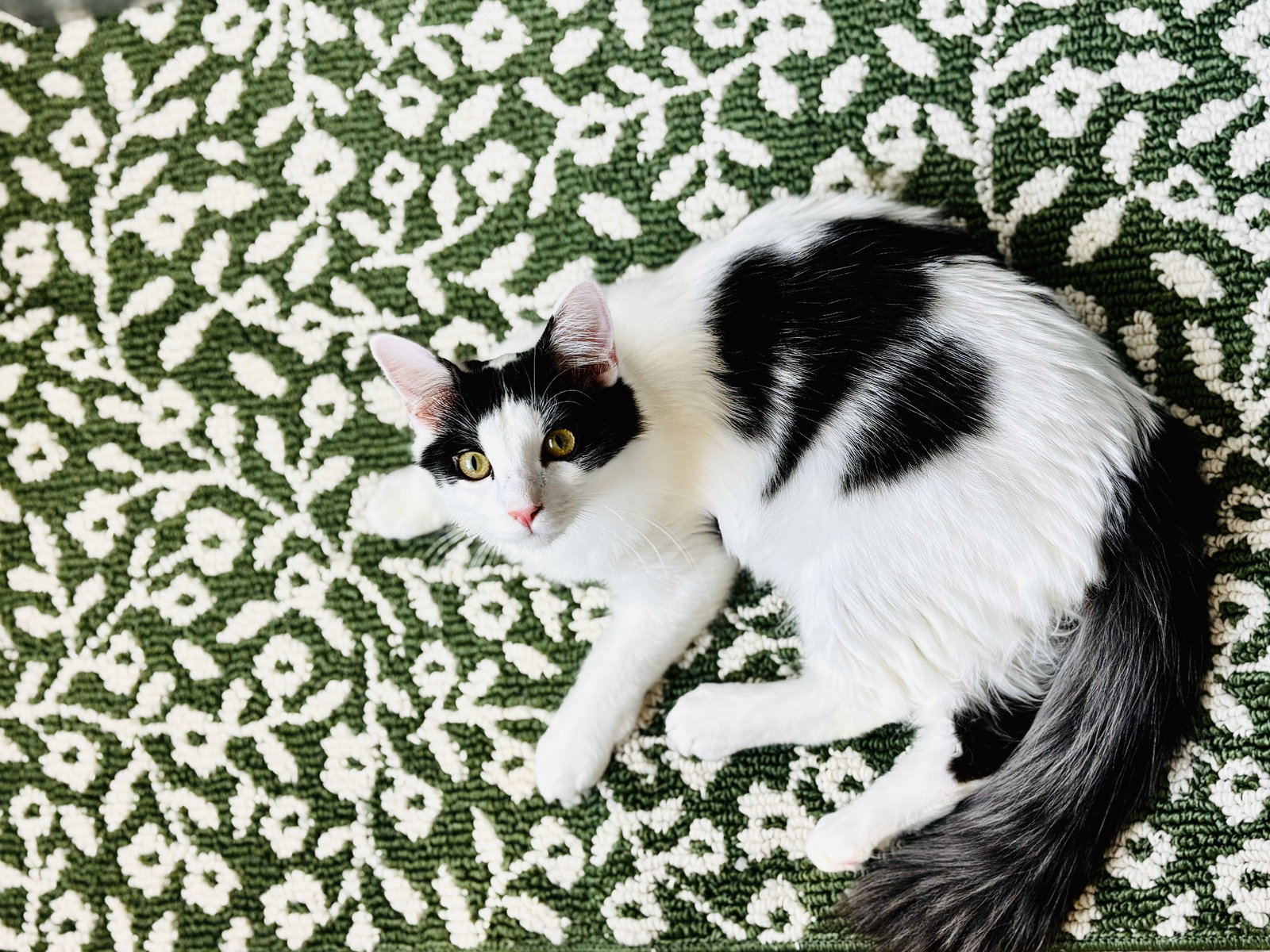 Mew