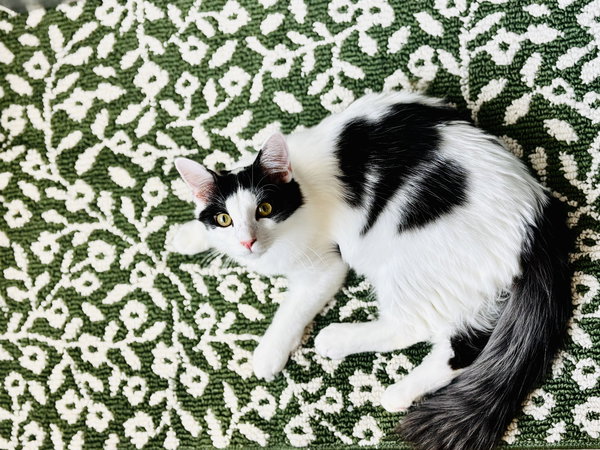 Mew