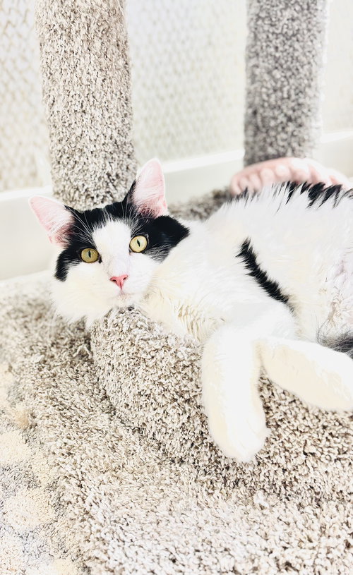 Mew, an adoptable Domestic Long Hair in San Francisco, CA