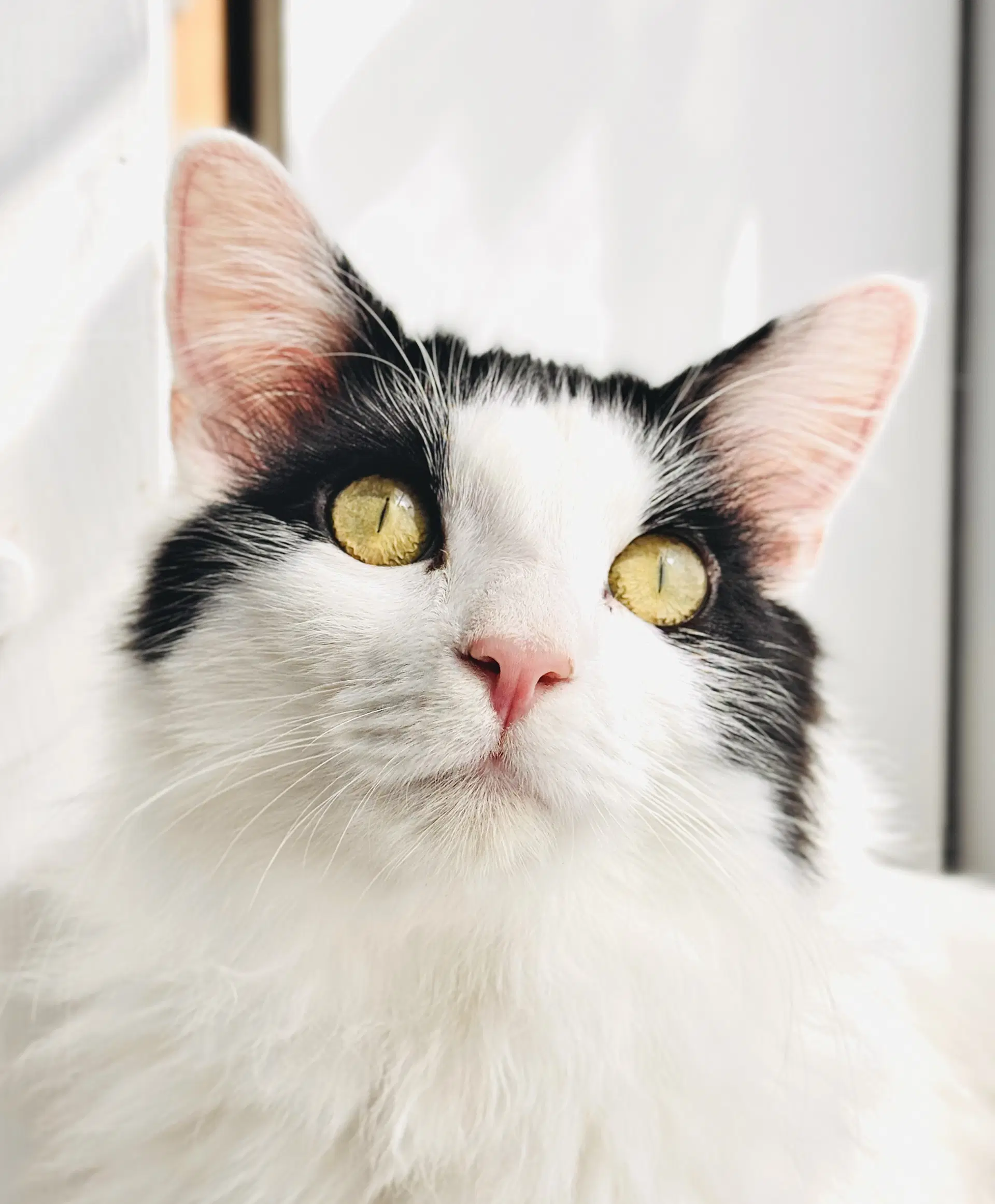 Mew - Domestic Long Hair