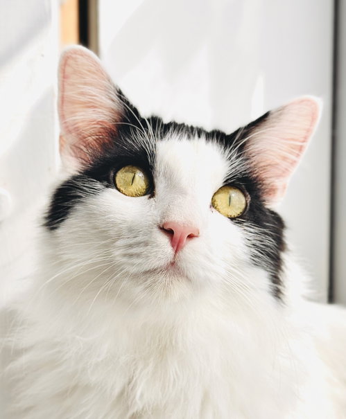 Mew, Young Domestic Long Hair (long coat), cat for adoption in San Rafael, California