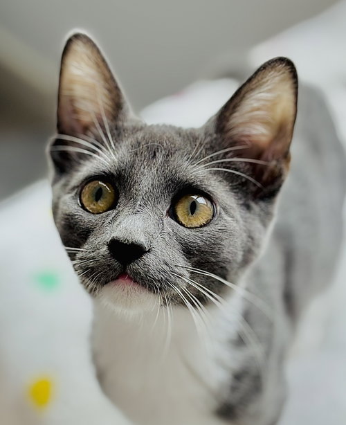 MINNIE MOUSE - Russian Blue available for adoption