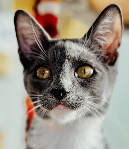 MINNIE MOUSE - Russian Blue available for adoption