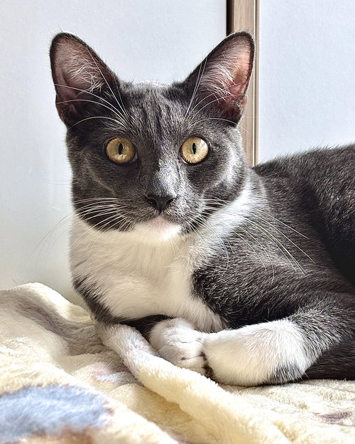 Minnie Mouse, Young Russian Blue (short coat), cat for adoption in Oakley, California