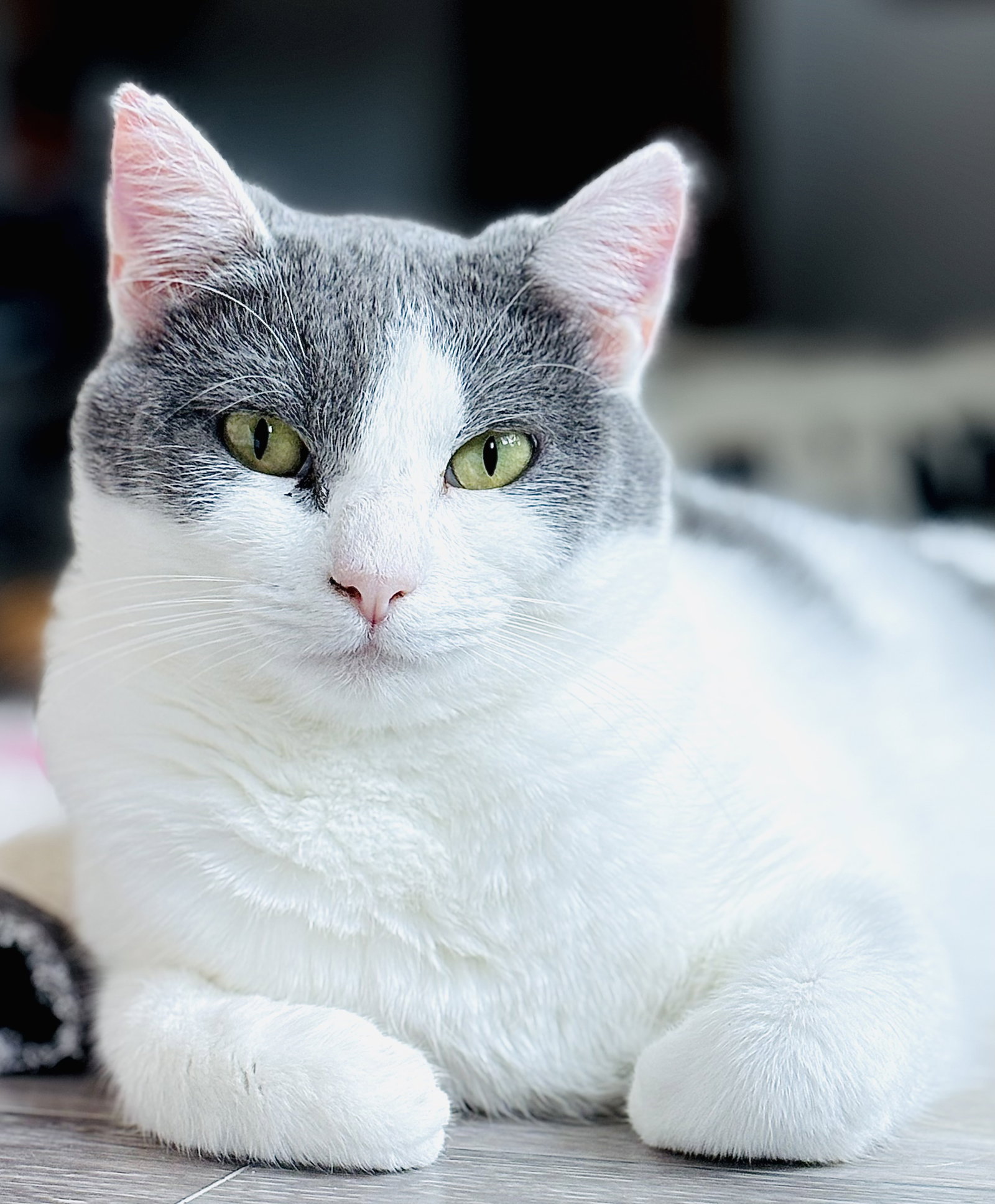 Isabella