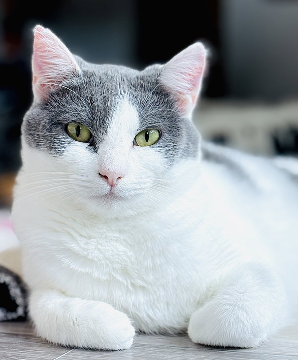 Isabella