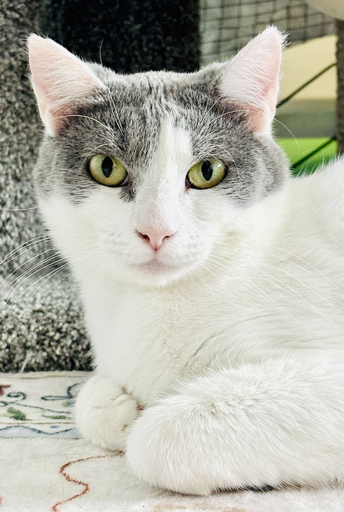 Isabella, an adoptable Domestic Short Hair in San Francisco, CA
