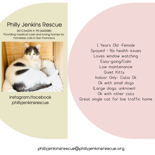 Isabella, Adult Domestic Short Hair (short coat), cat for adoption in Oakley, California