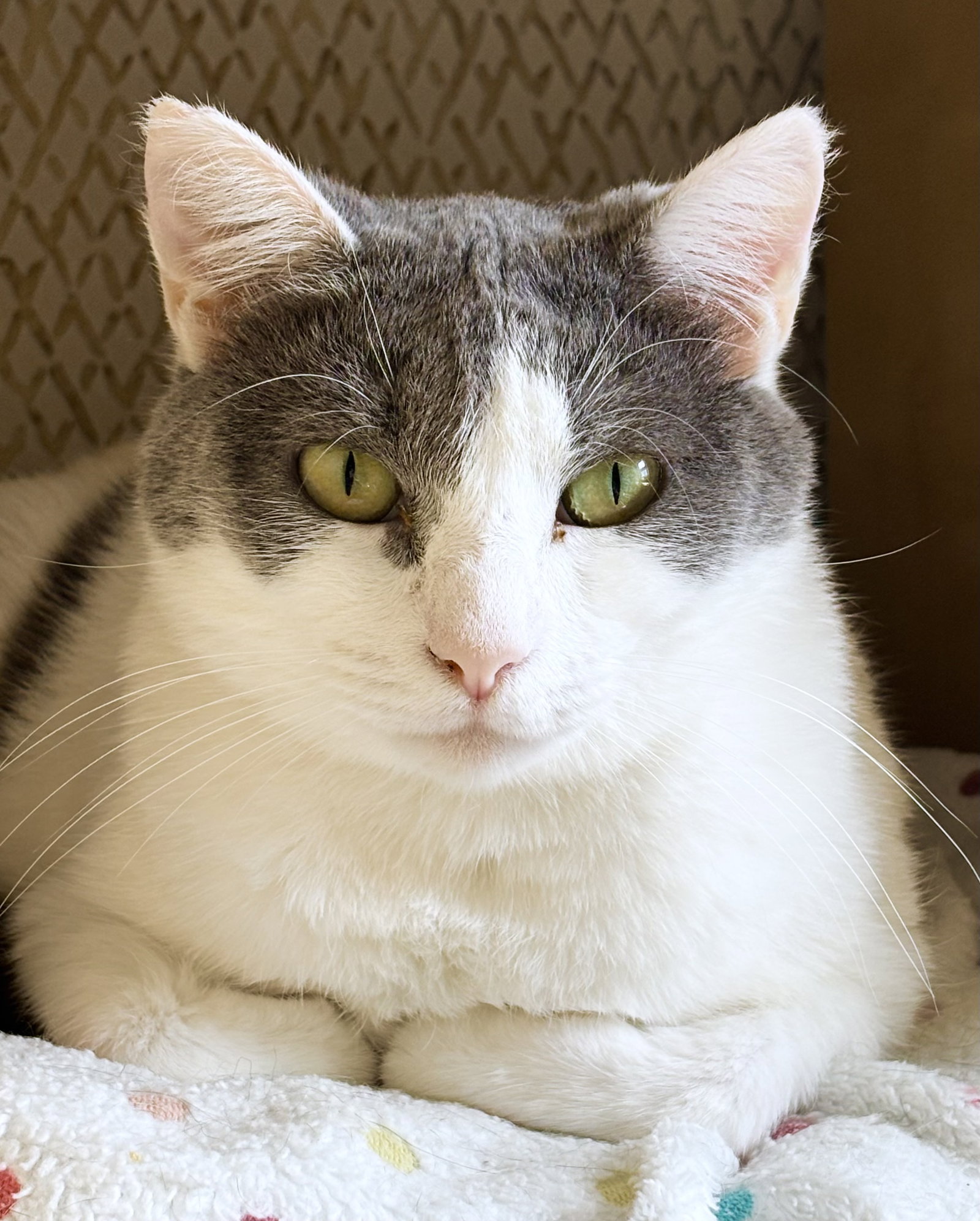 Isabella, Domestic Short Hair