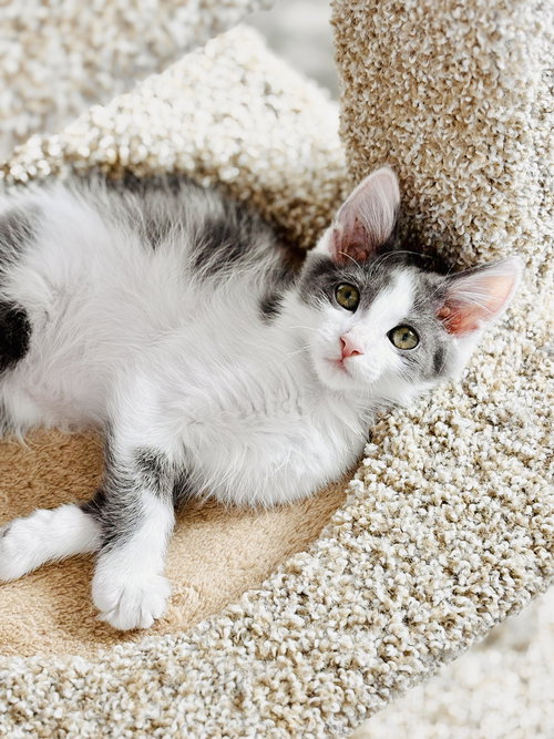 DELILAH - Ragdoll available for adoption