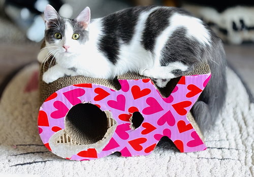 DELILAH - Ragdoll available for adoption