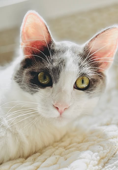 Delilah, Baby Ragdoll / Domestic Long Hair / Mixed (medium coat), cat for adoption in Oakley, California