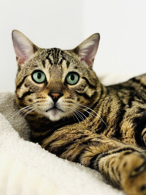Benji, an adoptable Bengal in San Francisco, CA