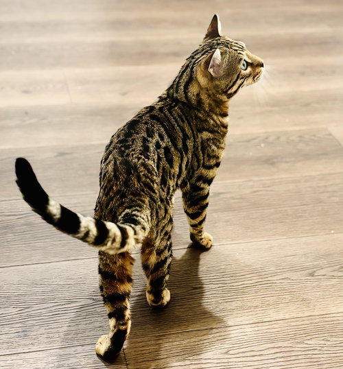 Benji, Adult Bengal / Tabby / Mixed (short coat), cat for adoption in Oakley, California