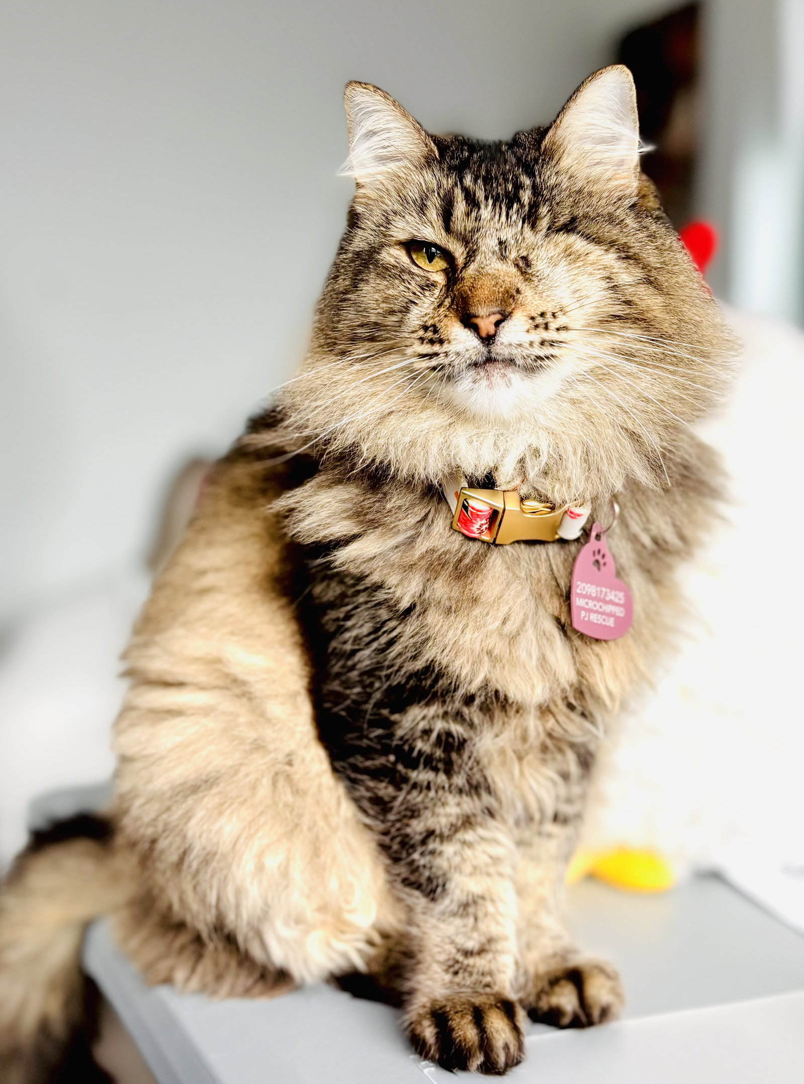 Gracie Image