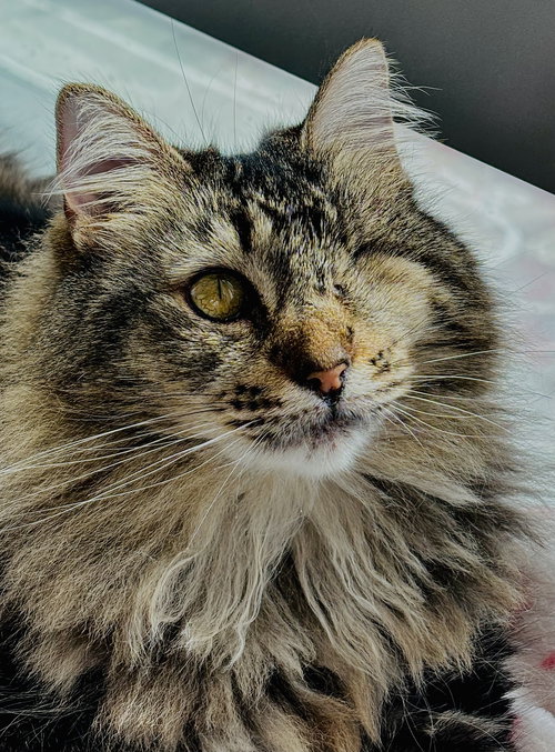 Gracie, Adult Ragamuffin / Tabby / Mixed (long coat), cat for adoption in Oakley, California