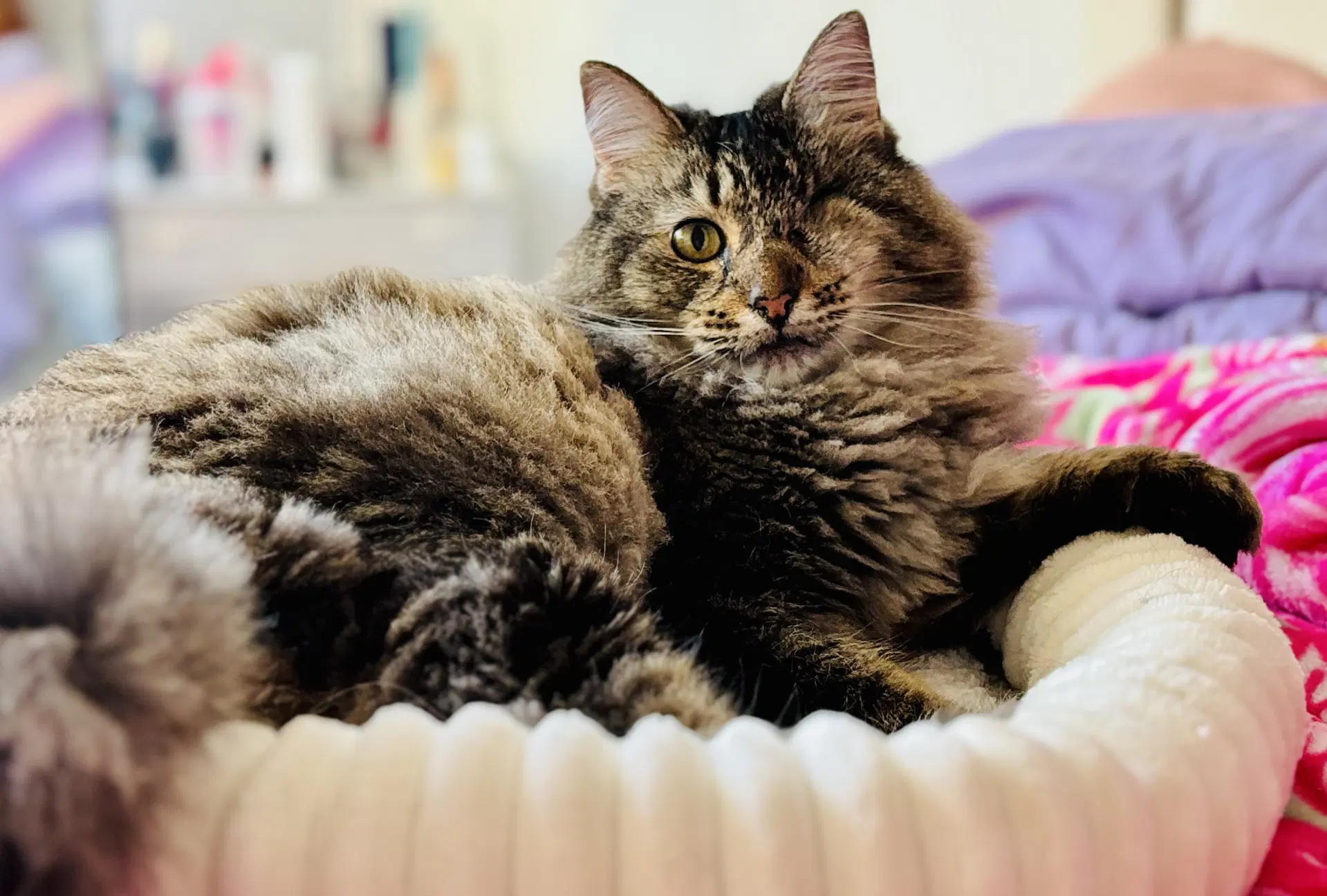 Gracie