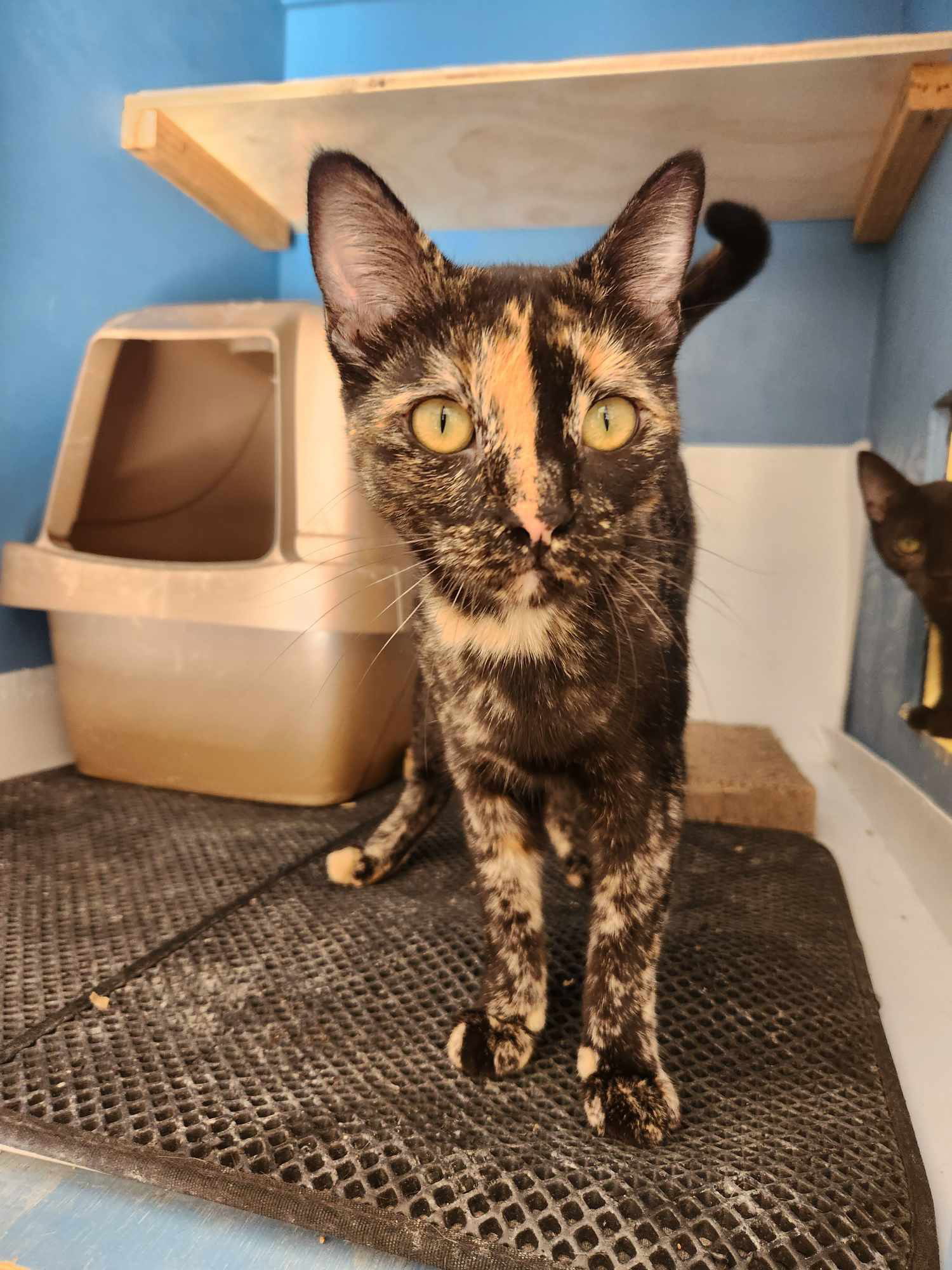 adoptable Cat in Fullerton, CA named Alice