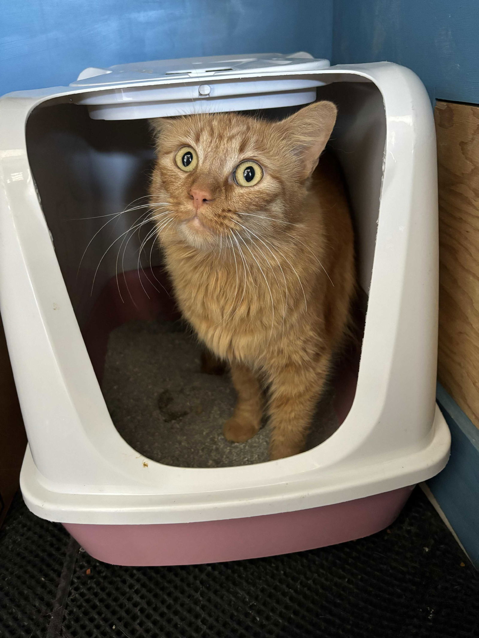 adoptable Cat in Fullerton, CA named Sunny