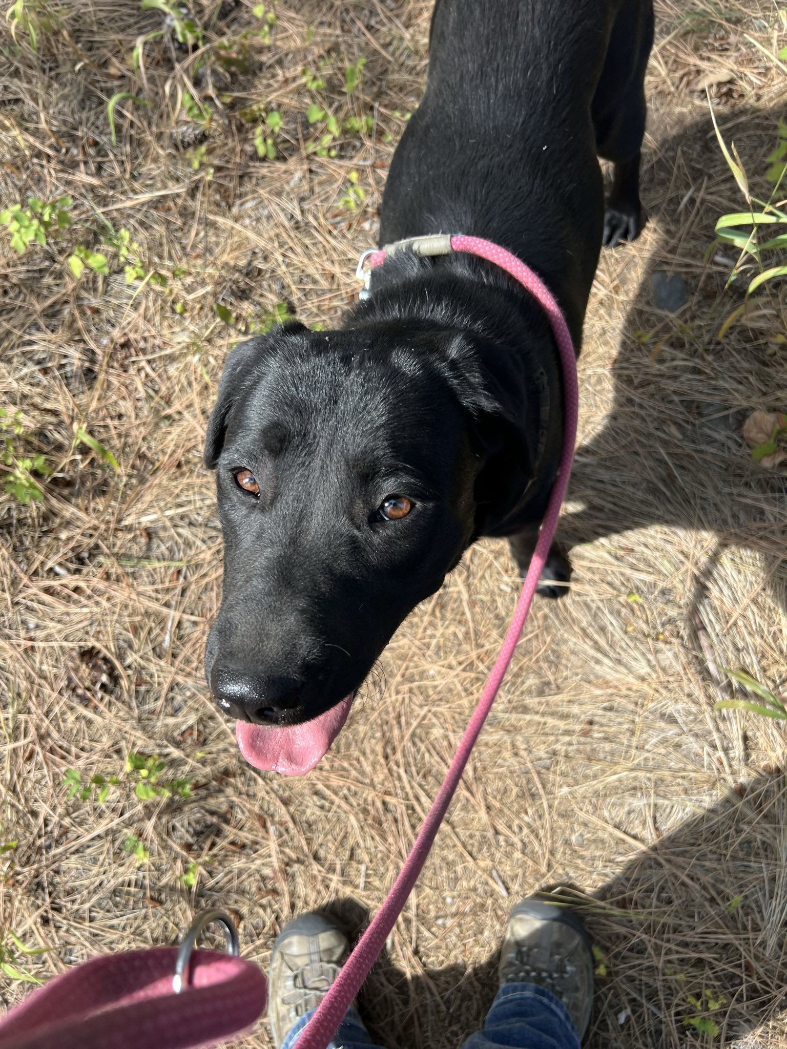 adoptable Dog in Libby, MT named Ellie