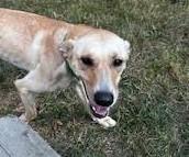 adoptable Dog in Libby, MT named Alice Ann