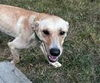 adoptable Dog in , MT named Alice Ann