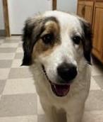 adoptable Dog in Libby, MT named Muffin