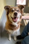 adoptable Dog in , MT named Marley