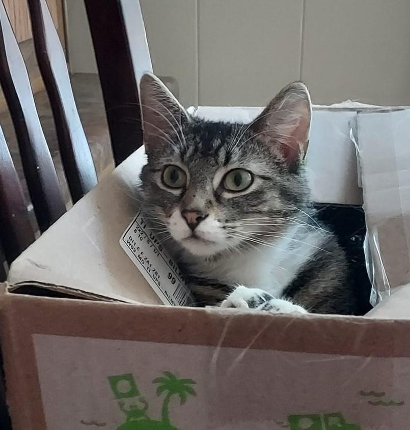 adoptable Cat in Libby, MT named Tweety-Tat