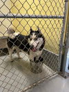 adoptable Dog in Libby, MT named Loki