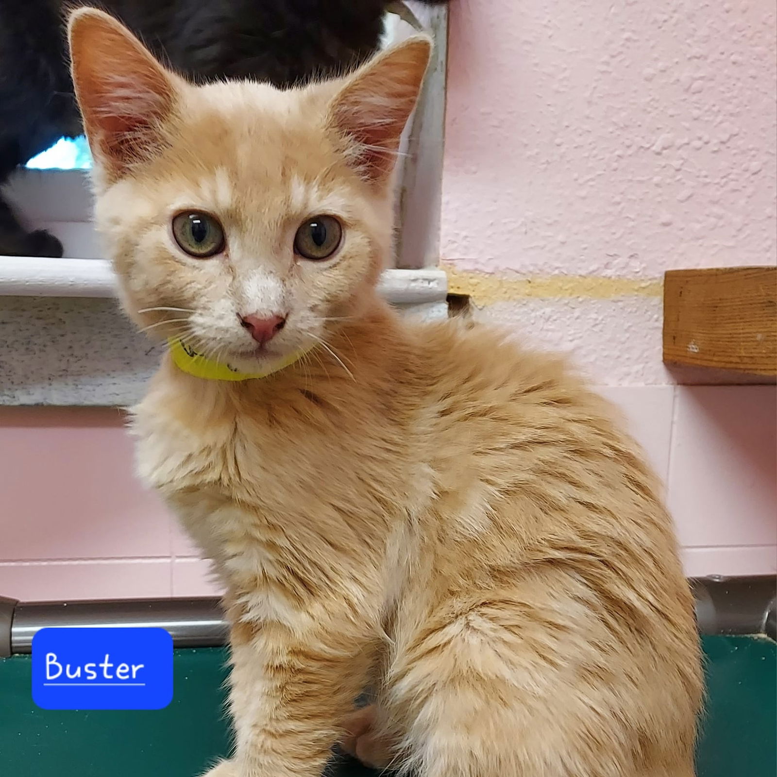 adoptable Cat in Libby, MT named Buster