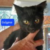 adoptable Cat in Libby, MT named Calypso