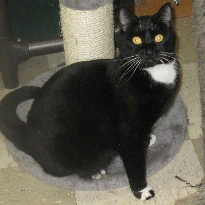 adoptable Cat in Libby, MT named Shadow