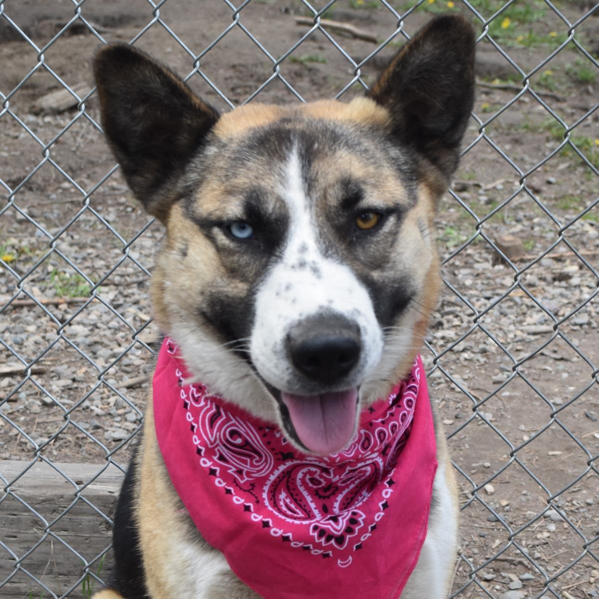 adoptable Dog in Libby, MT named Leda